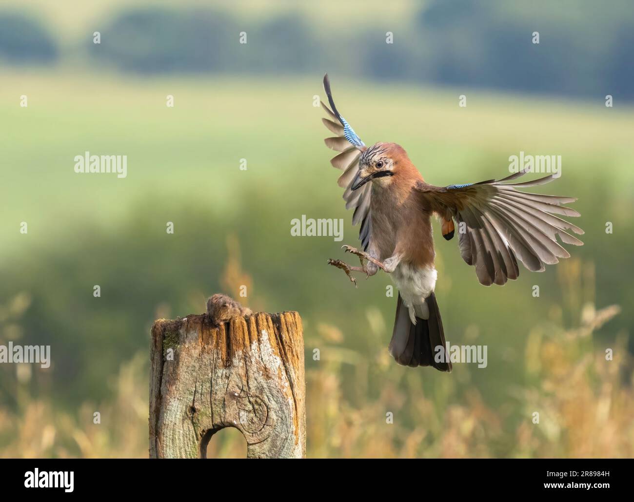 Ein Jay (Garrulus glandarius) landet auf einem alten Holzpfosten, dessen Flügel weit gestreut sind und sein wunderschönes Gefieder zeigen Stockfoto