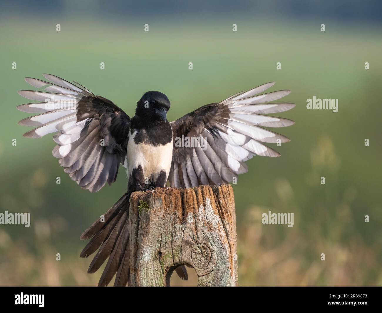 Eine Elster (Pica pica) landet auf einem alten Holzzaunpfahl mit breiten Flügeln Stockfoto