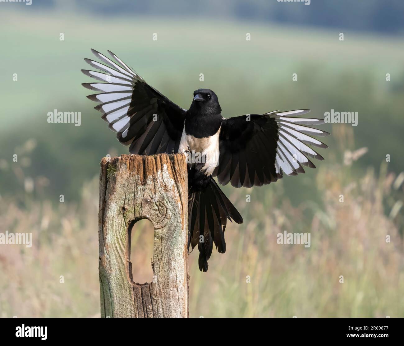 Eine Elster (Pica pica) landet auf einem alten Holzzaunpfahl mit breiten Flügeln Stockfoto