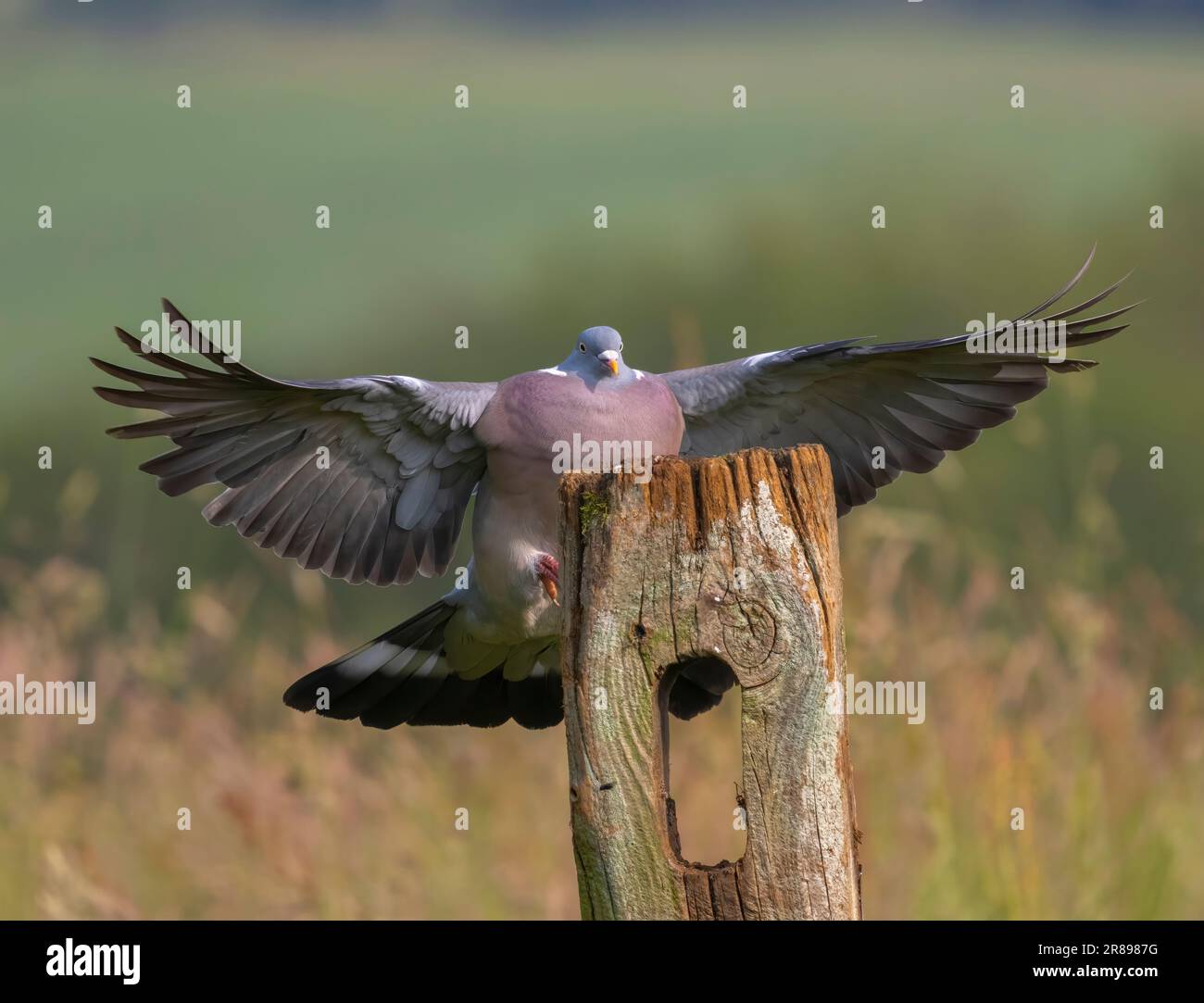 Eine Holztaube (Columba Palumbus) landet mit breiten Flügeln auf einem alten Holzzaunpfahl Stockfoto