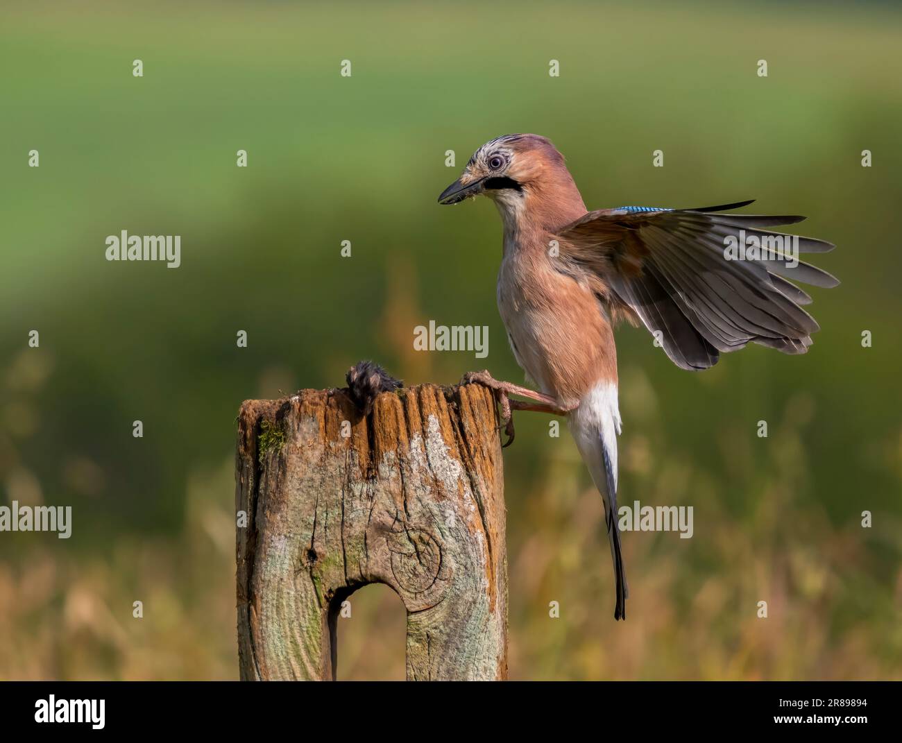 Ein Jay (Garrulus glandarius) landet auf einem alten Holzpfosten, dessen Flügel weit gestreut sind und sein wunderschönes Gefieder zeigen Stockfoto