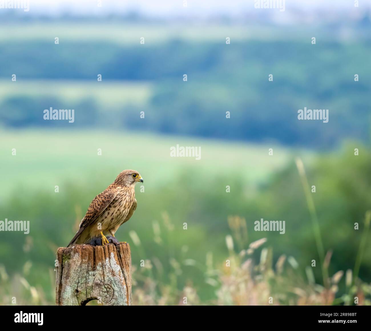Ein wunderschönes weibliches Kestrel (Falco tinnunculus), hoch oben auf einem alten hölzernen Torpfosten mit einer großen Ausdehnung der Landschaft von Yorkshire im Hintergrund Stockfoto