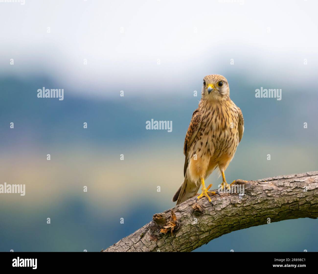 Ein weibliches Kestrel (Falco tinnunculus), hoch oben auf einem Ast Stockfoto