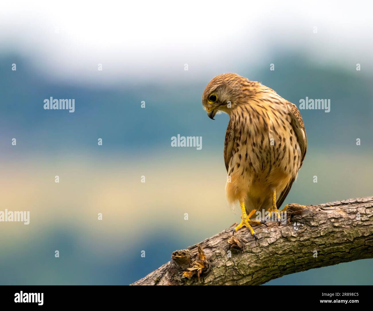 Ein wunderschönes weibliches Kestrel (Falco tinnunculus) blickt auf den Ast eines Baumes Stockfoto