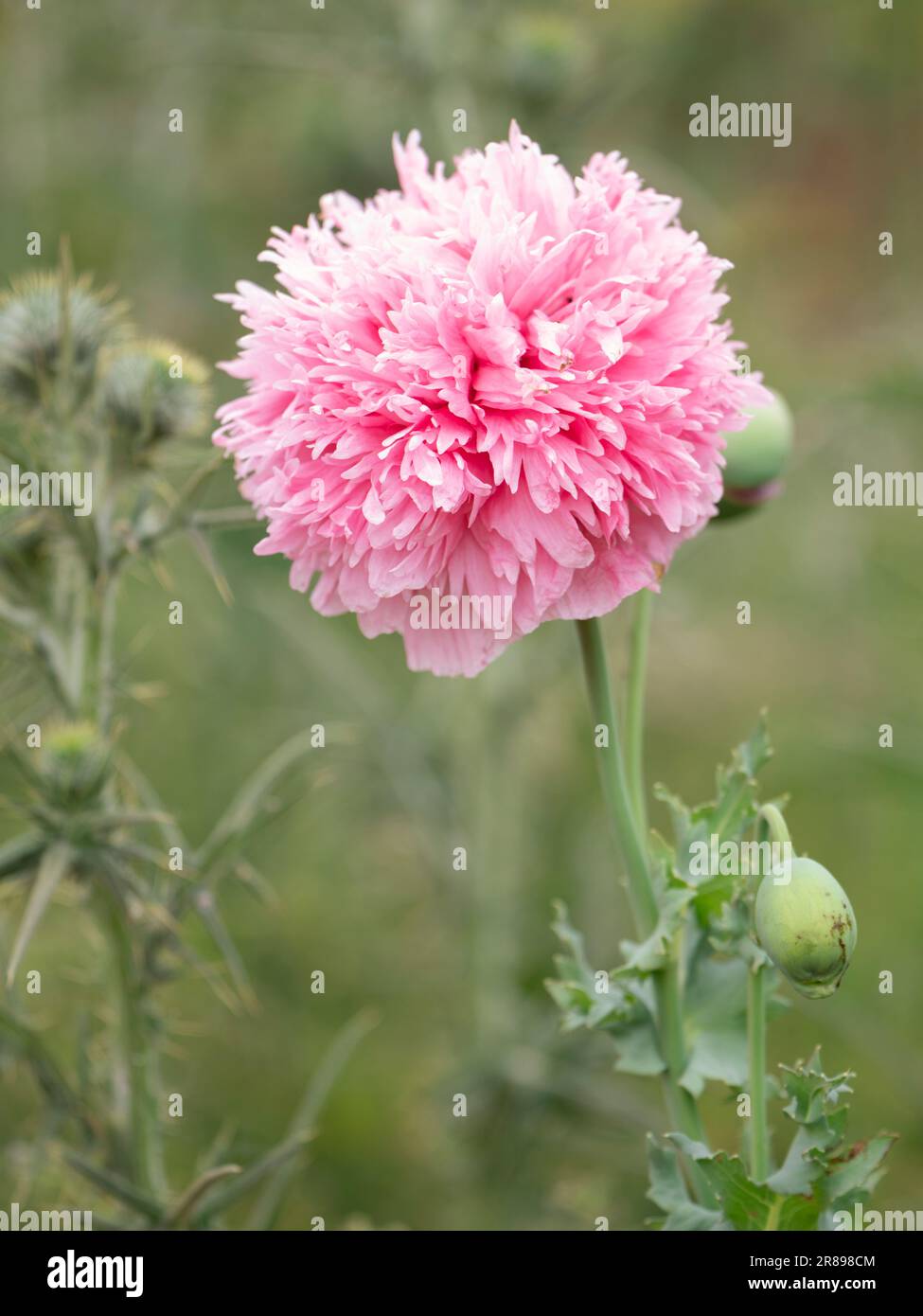 Eine wunderschöne rosa wilde Mohnblume in voller Blüte Stockfoto