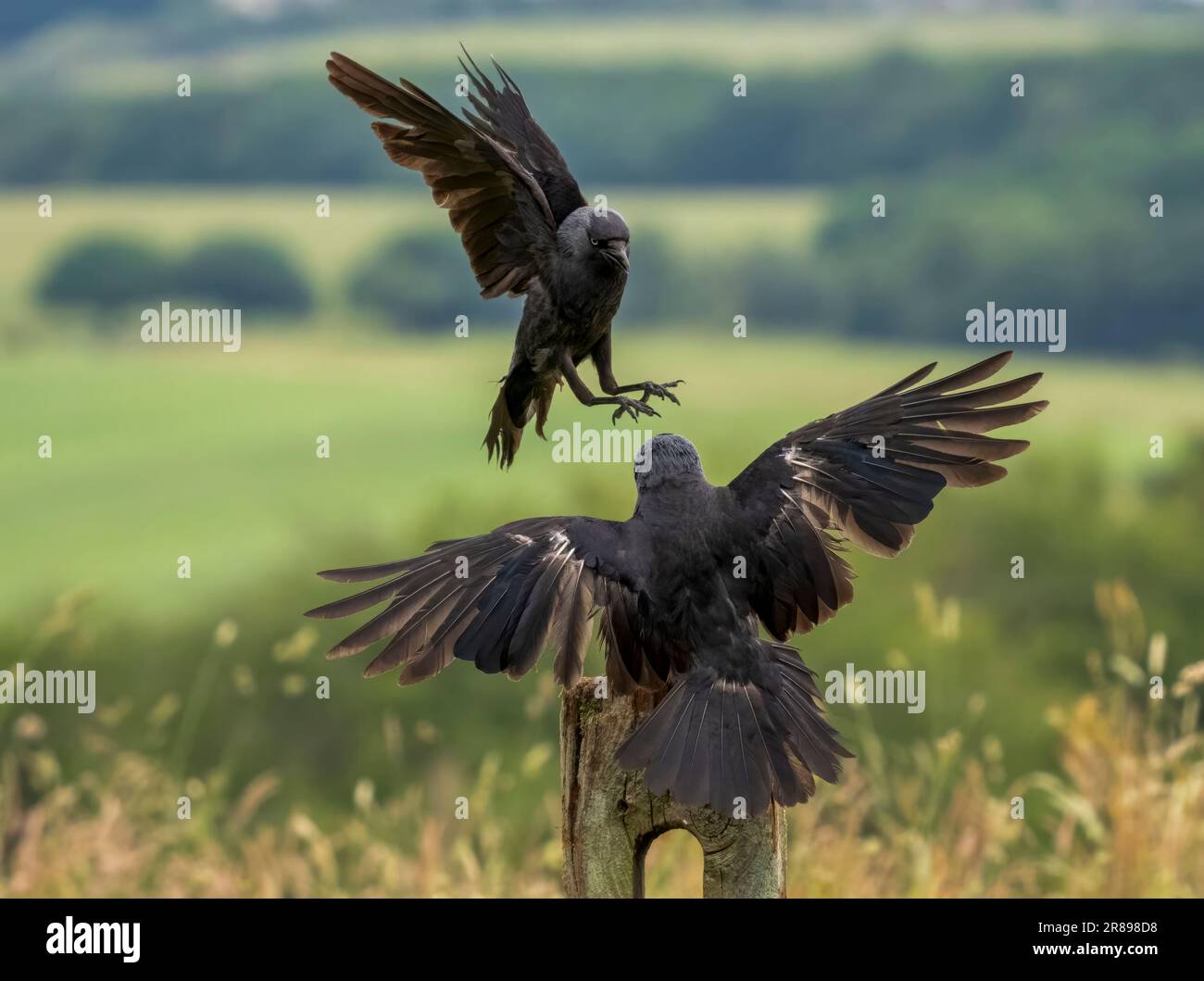 Ein Paar Jackdaws (Corvus monedula), die sich in einem territorialen Streit befinden Stockfoto