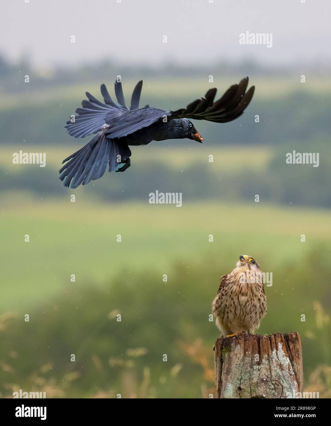 Ein weibliches Kestrel (Falco tinnunculus), duckt sich wie ein aggressiver Jackdaw (Corvus monedula), der auf bedrohliche Weise auf ihn zufliegt Stockfoto