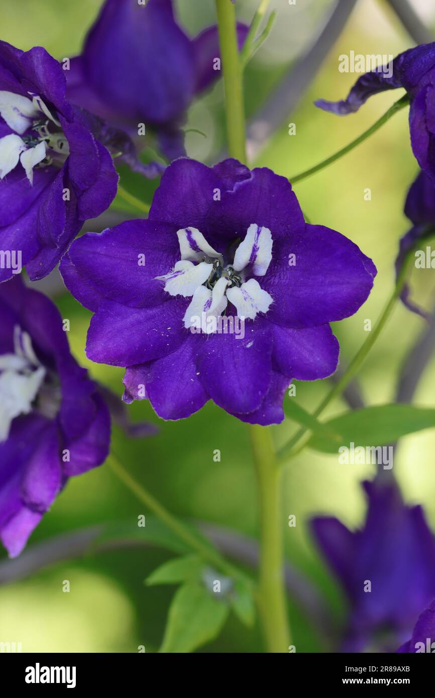 Nahaufnahme einer einzelnen Delphiniumblume auf einer Blütenpanikel, verschwommener natürlicher Hintergrund Stockfoto