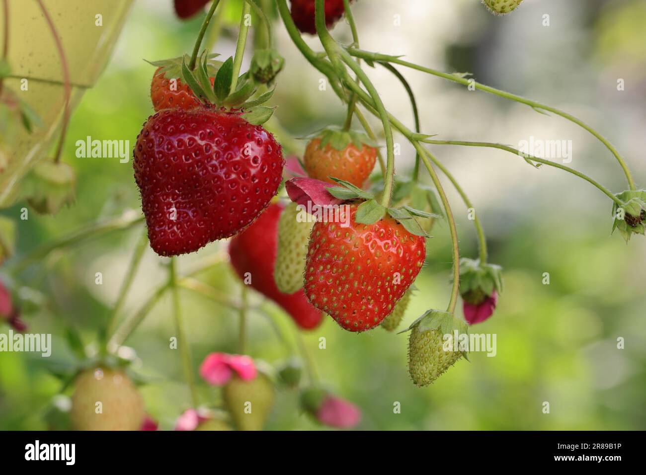 Nahaufnahme reifer hängender Erdbeeren der Sorte Toscana in einem ampeligen Glas Stockfoto