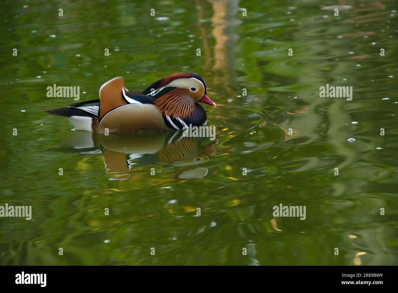 Eine Mandarinente, die friedlich auf dem ruhigen grünen See gleitet Stockfoto