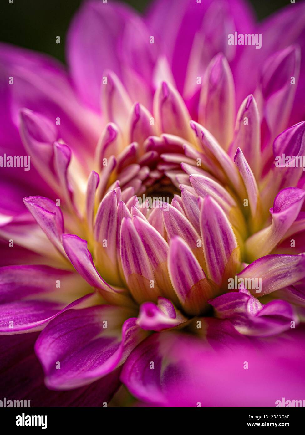 Nahaufnahme des rosa-weißen Zentrums der Blume Dahlia „April Dawn“. Stockfoto