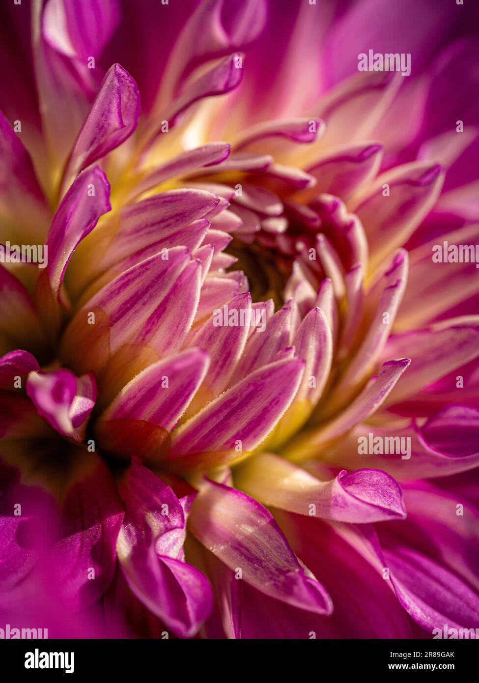 Nahaufnahme des rosa-weißen Zentrums der Blume Dahlia „April Dawn“. Stockfoto