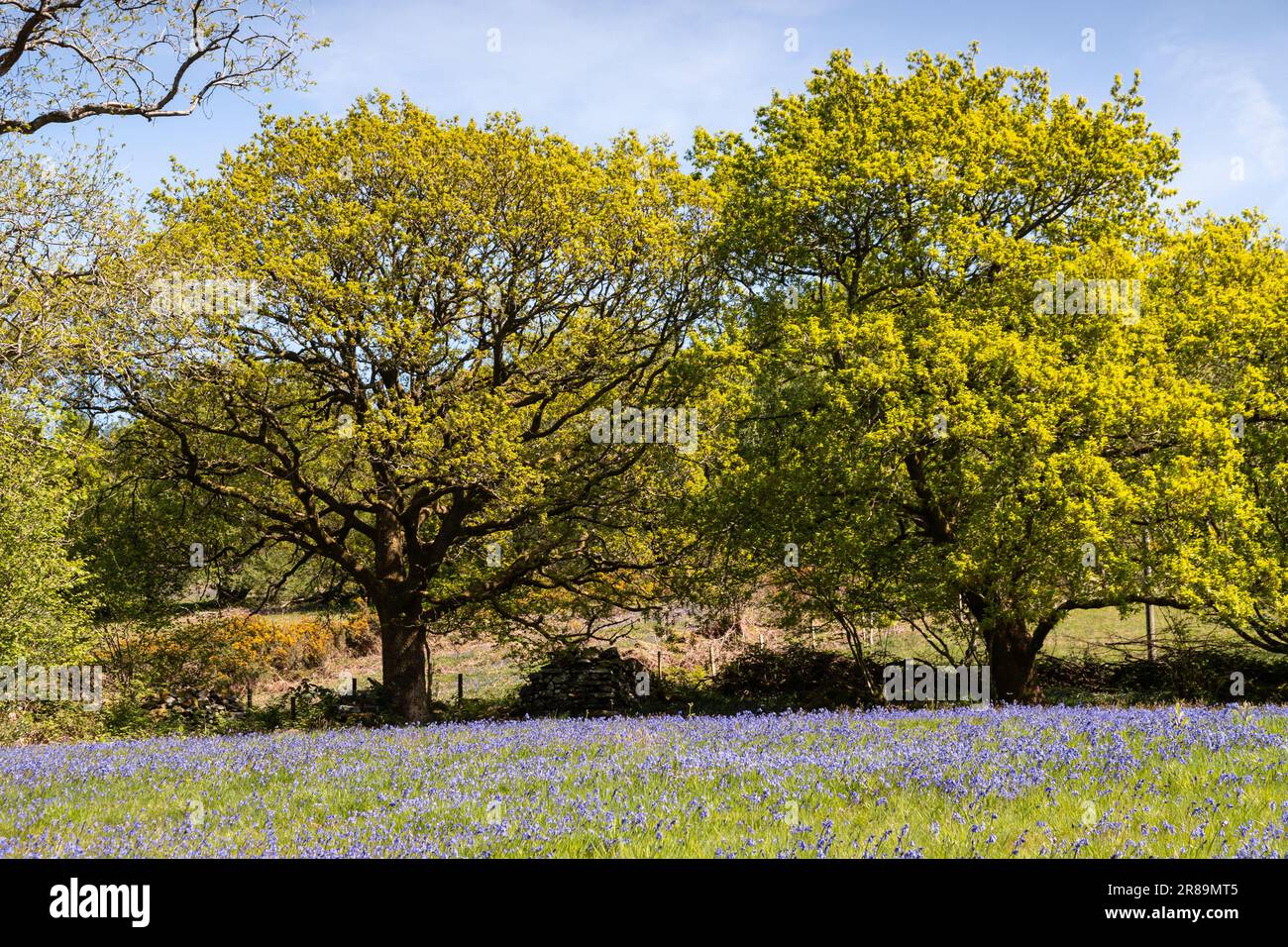 Bluebells im Frühling in Snowdonia, Nordwales Stockfoto