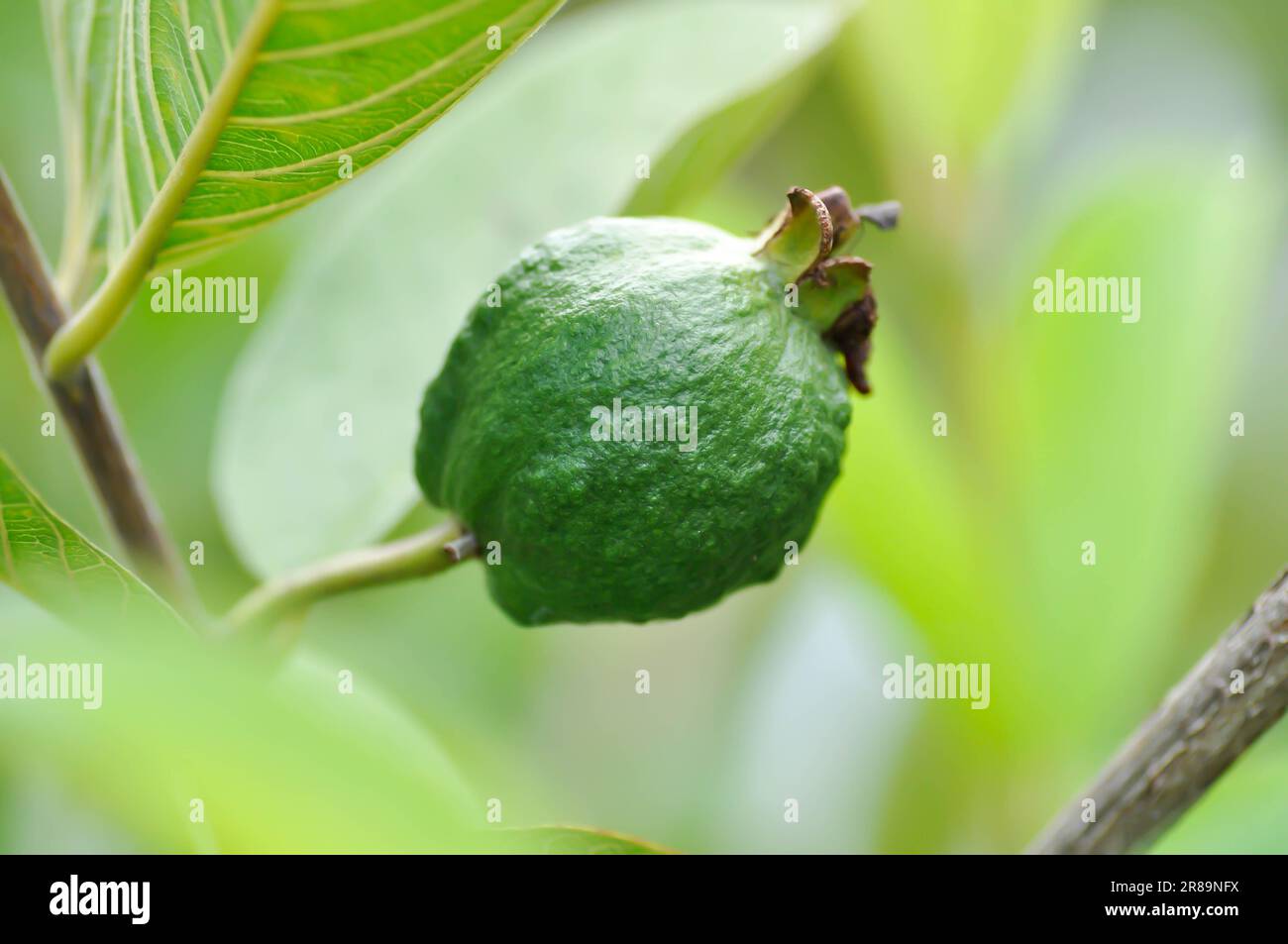 Guaven, MYRTACEAE oder Psidium guajava Linn oder Guavensamen Stockfoto