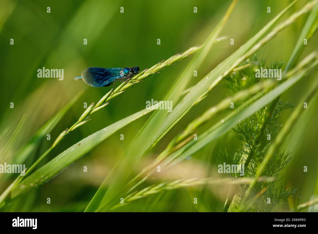 Eine Demoiselle Dragonfly in freier Wildbahn Stockfoto