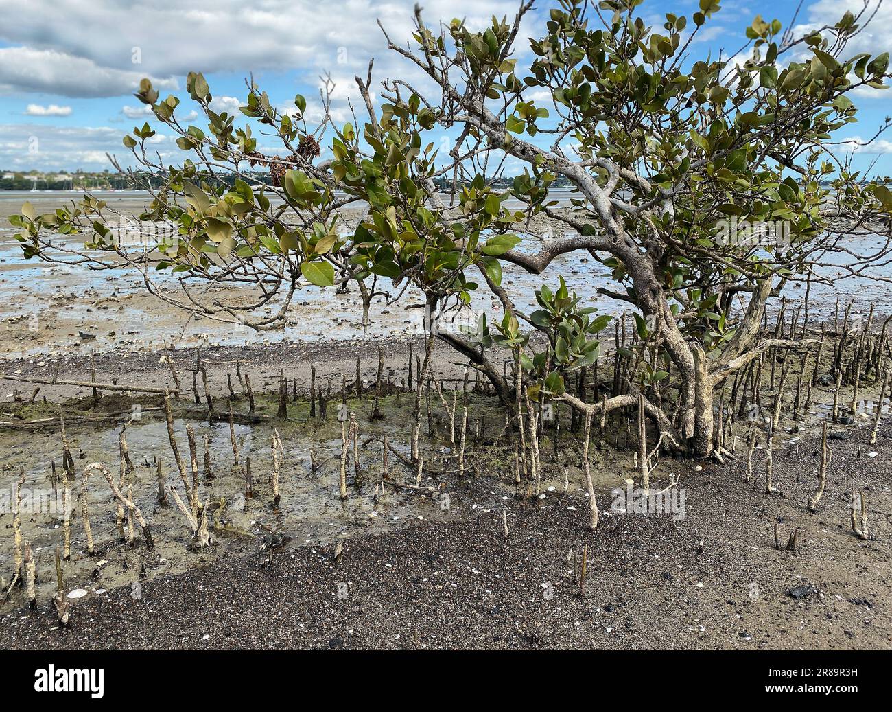 Grüne junge Mangrovenbäume und Pnematophore - Wurzeln wachsen von unten nach oben für den Gasaustausch. Mangroven an der Küste in Neuseeland anpflanzen. Stockfoto