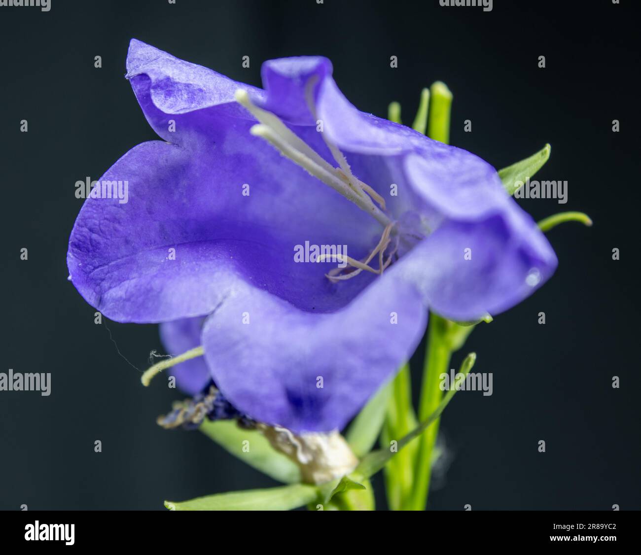 Blume Stockfoto