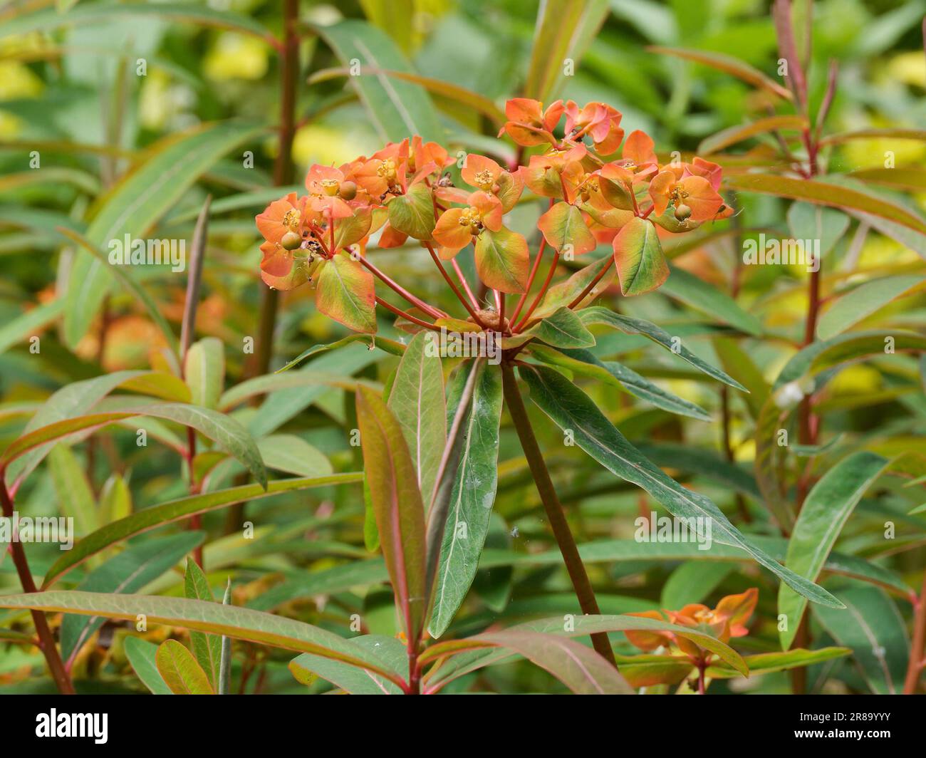 Euphorbia Griffithii Firegllow Stockfoto