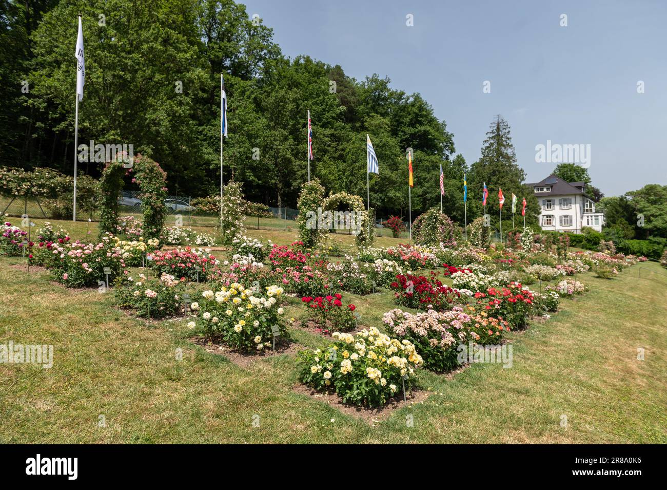 Baden Baden, Deutschland. 20. Juni 2023. Die gewürdigte Rose mit dem
