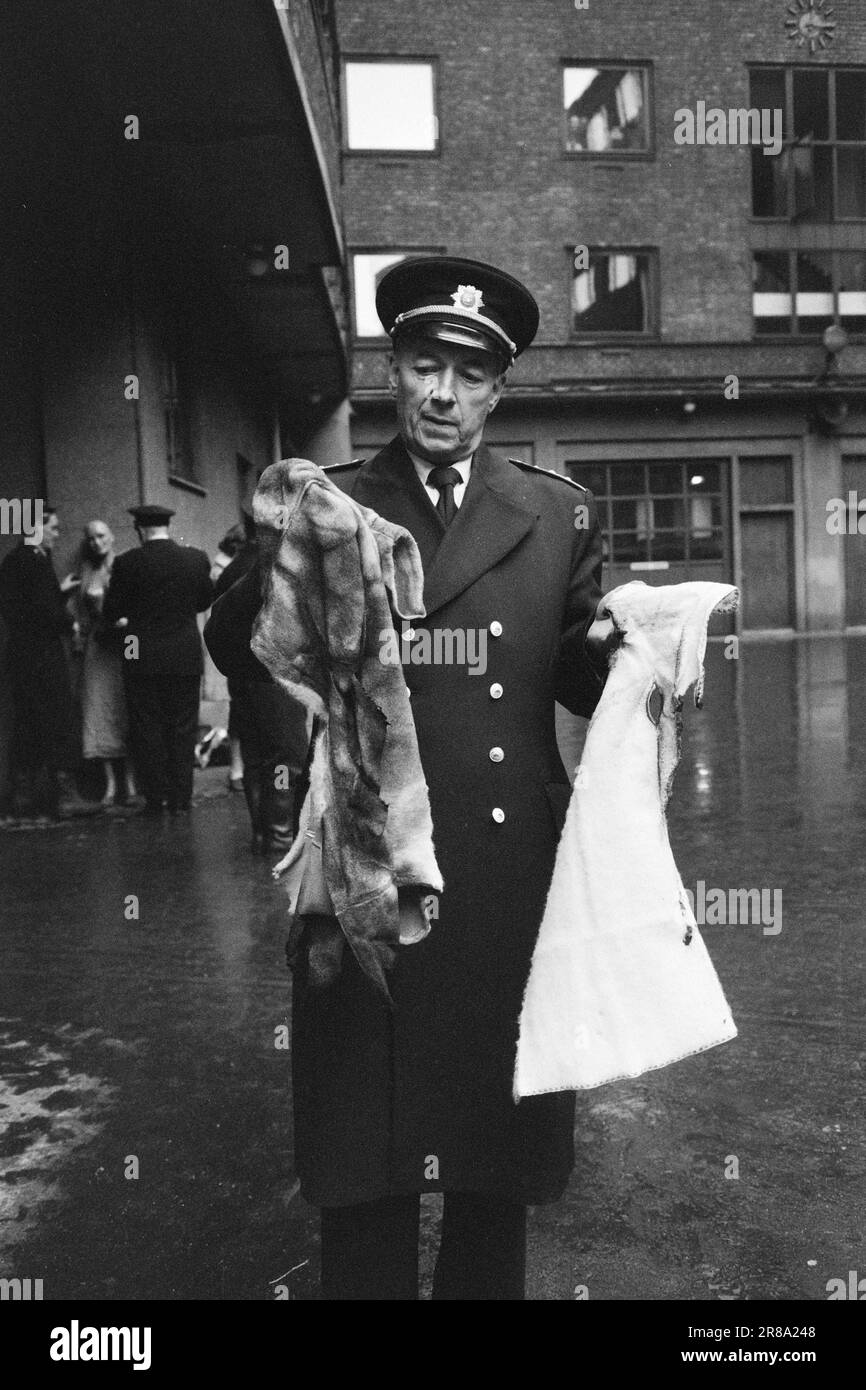 Derzeit 6-10-1960: Lebensgefährliche Bekleidung schrecklich entzündliche Textilien sind im Handel: Silvermohair. Achten Sie auf den Namen und denken Sie nicht daran, einen Pullover mit dieser Marke zu kaufen. Zu viel für eine entzündliche Kleidung ist hoffentlich nicht im Handel erhältlich. Silbermohair hat nichts mit normalem Mohair zu tun. Echtes Mohair wird aus Ziegenwolle gesponnen, silbernes Mohair dagegen aus Rayon. Foto: Sverre A. Børretzen / Aktuell / NTB ***FOTO NICHT IMAGE PROCESSED*** Stockfoto