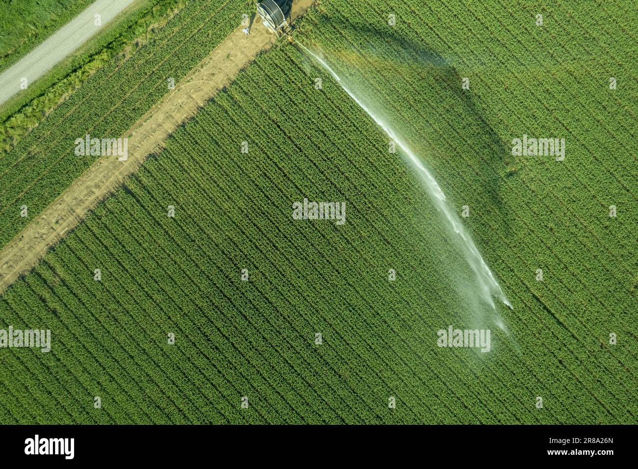 Luftdrohnenfotografie eines landwirtschaftlichen Bewässerungssystems mit einer großen Schlauchtrommel für den Anbau von Erntegut im Sommer nach einem sehr trockenen Wein Stockfoto