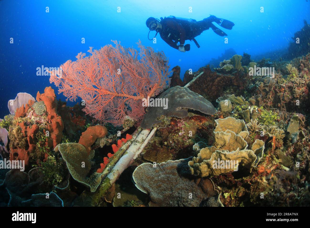 Taucher sehen Korallenriff Stockfoto