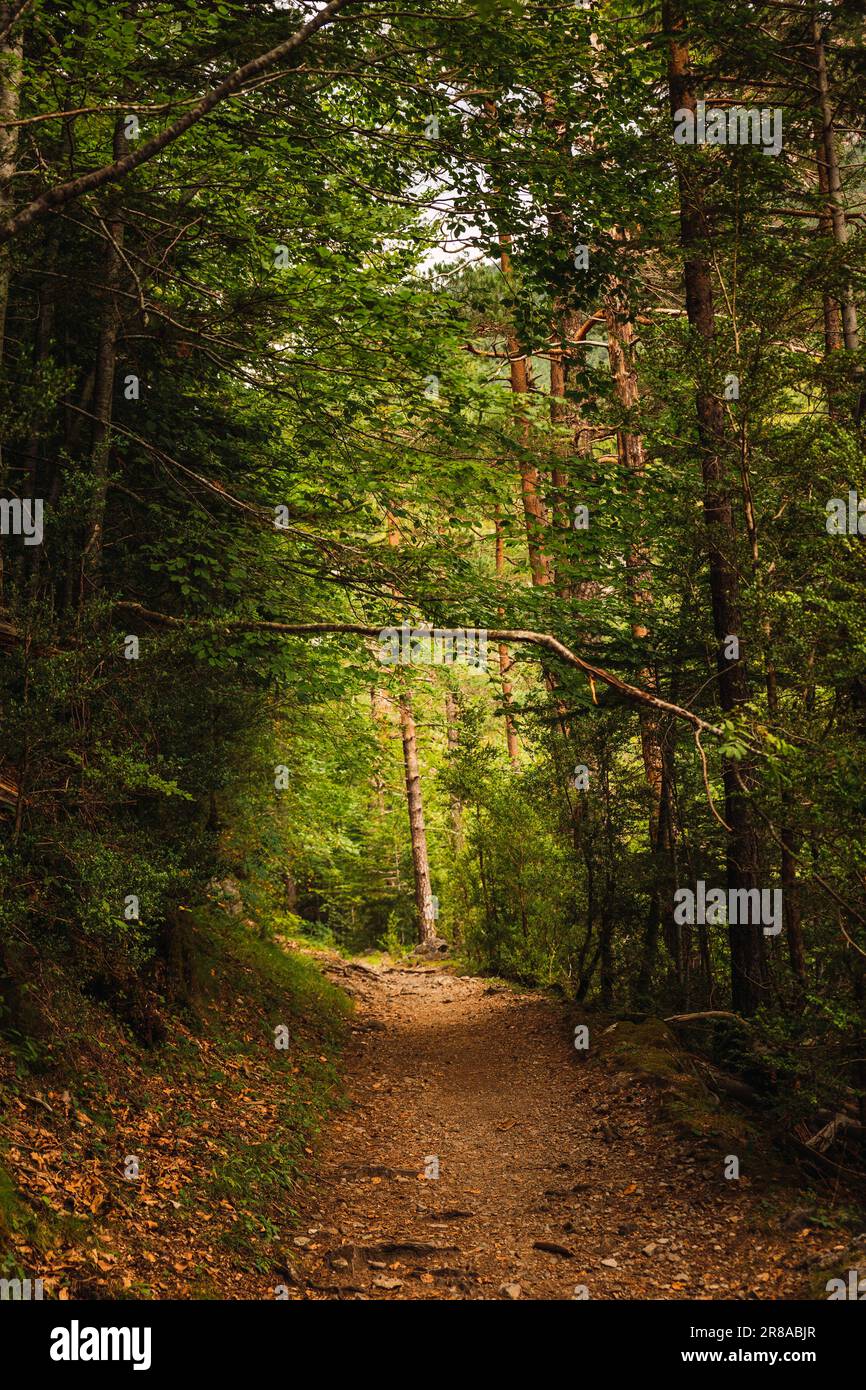 Ein Pfad zwischen den Bäumen des üppigen Waldes des Ordesa-Nationalparks in Huesca, Spanien. Der Ordesa y Monte Perdido Nationalpark liegt im Herzen des Stockfoto