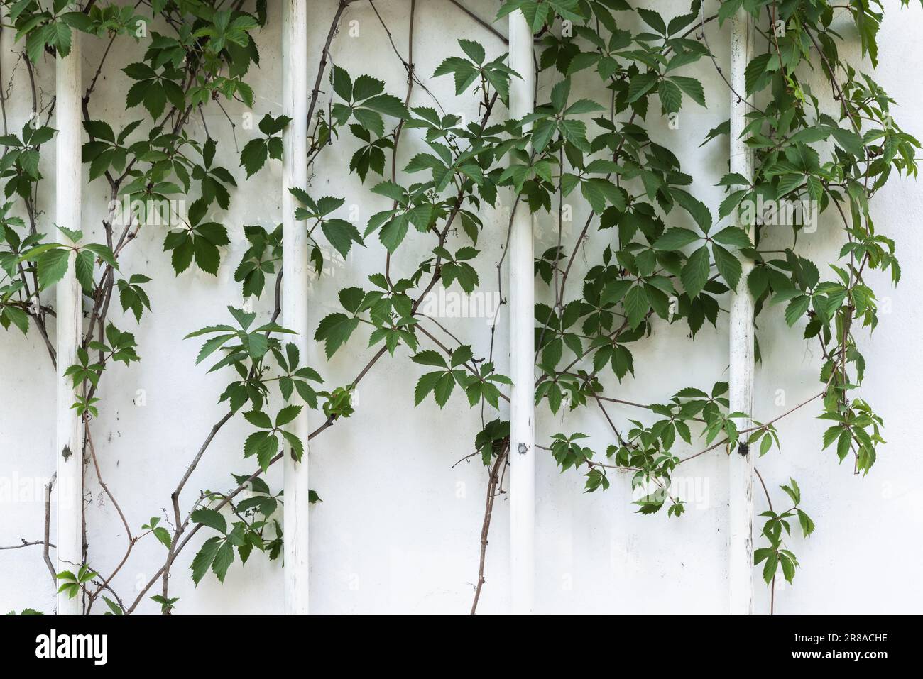 Weiße Wand mit dekorativer grüner Rebpflanze, Hintergrund-Fotostruktur Stockfoto