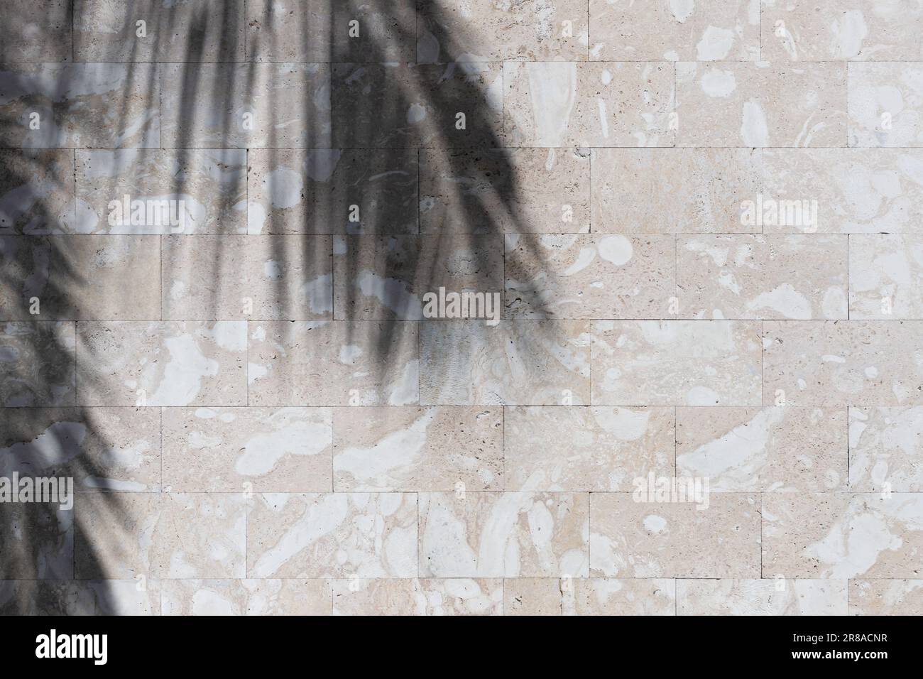Graue Steinwand und Schatten von Palmenblättern, abstrakte Hintergrundtextur Stockfoto