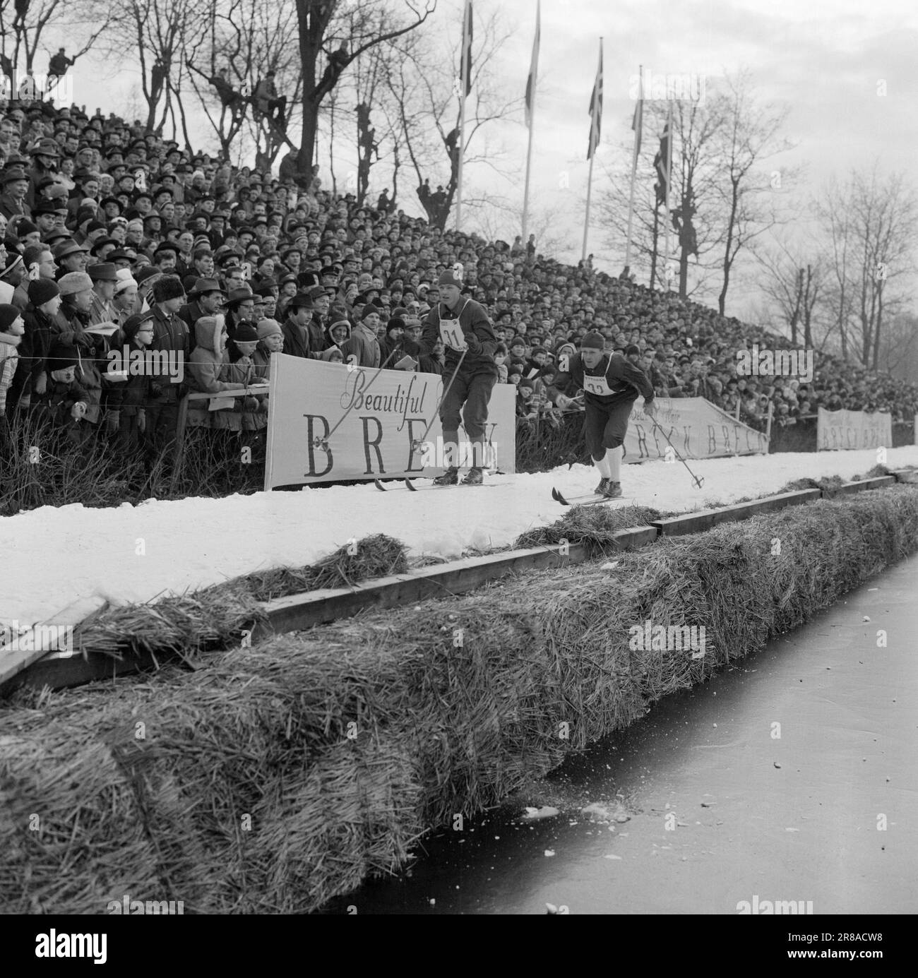 Aktuell 3. 5. 1960: Langer Weg nach oben seit seiner Kindheit hat sich Einar Østby (Nr. 33) die Olympischen Spiele zum Ziel gesetzt. Er kennt den Preis der Orte in der Nähe von Sixten Jernberg (Nr. 28). Im Monolith-Rennen hat sich Østby einen Platz in der Olympiamannschaft gesichert. Die Konkurrenz war rasiermesserscharf. Einar Østby (Nr. 33) gab alles, was er hatte, und sicherte sich einen Platz in der Olympiamannschaft. Er wurde von den gepackten Tribünen angefeuert. Das Rennen kostete die Organisatoren Zehntausende Kronen. Mehrere Tage lang fuhren Lastwagen Tonnen Schnee, um den 3,8 km langen grünen Rasen im Park zu bedecken. Foto: Ivar Aase Stockfoto