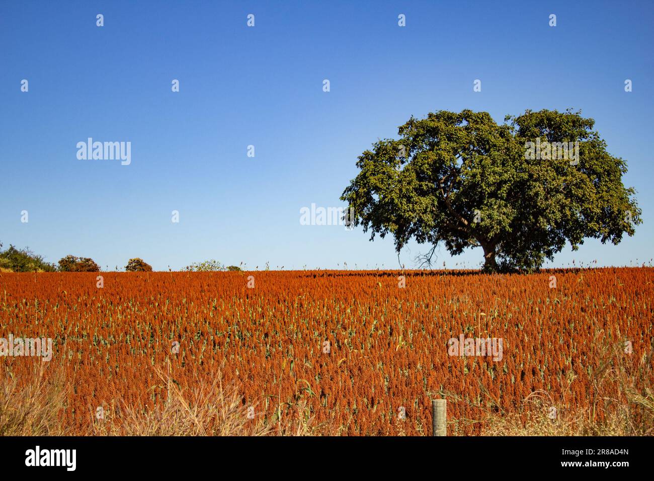 Catalao, Goias, Brasilien – 18. Juni 2023: Ein großer grüner Baum inmitten einer großen Sorghumplantage. Stockfoto