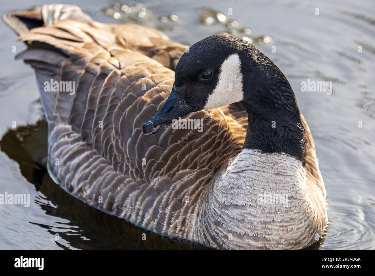 Nahaufnahme der Gans Stockfoto