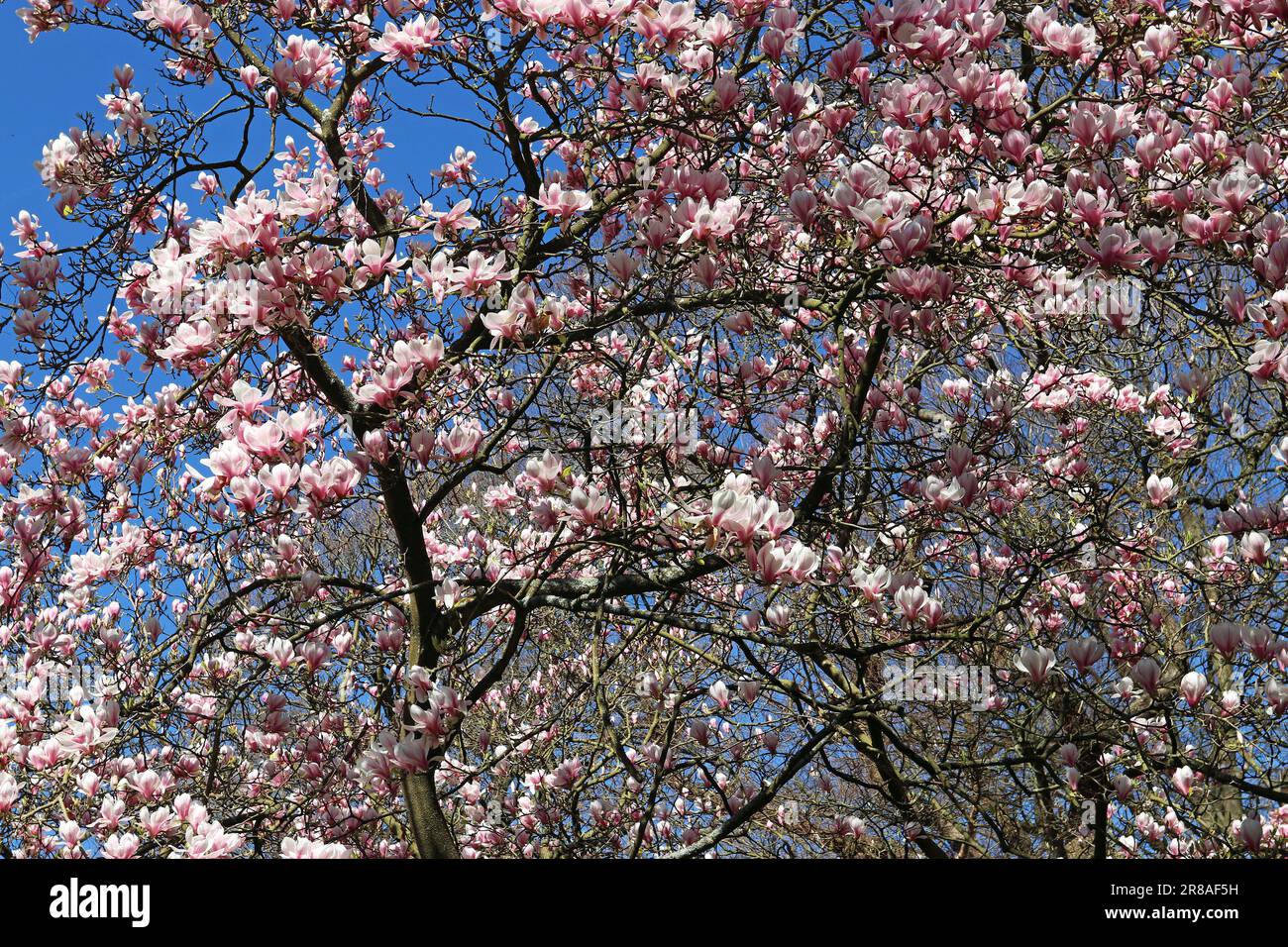 An einem sonnigen Tag Anfang April im Süden Englands erstrahlen frische, blassrosa Magnolienblüten den hellblauen Himmel Stockfoto