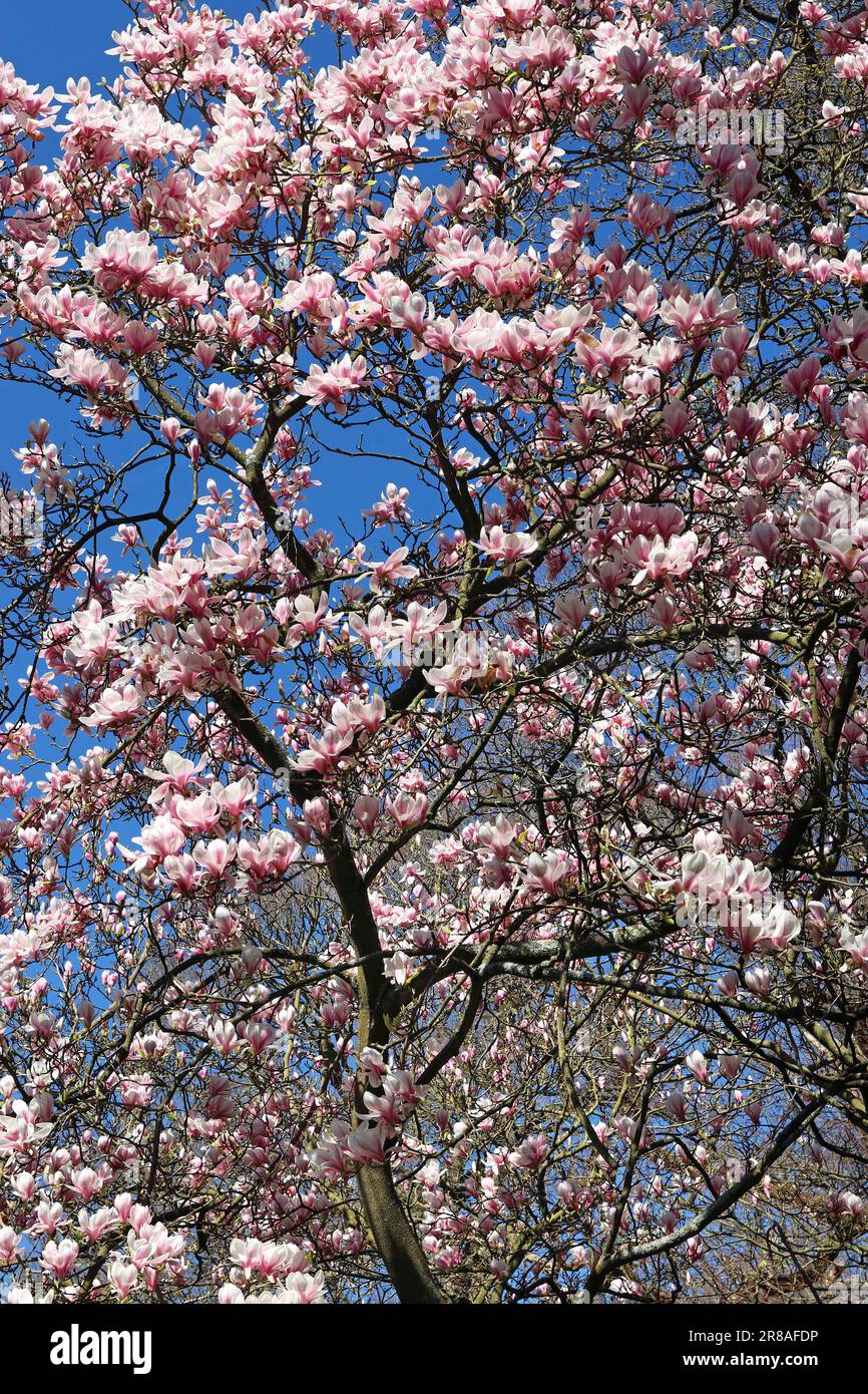 An einem sonnigen Tag Anfang April im Süden Englands erstrahlen frische, blassrosa Magnolienblüten den hellblauen Himmel Stockfoto