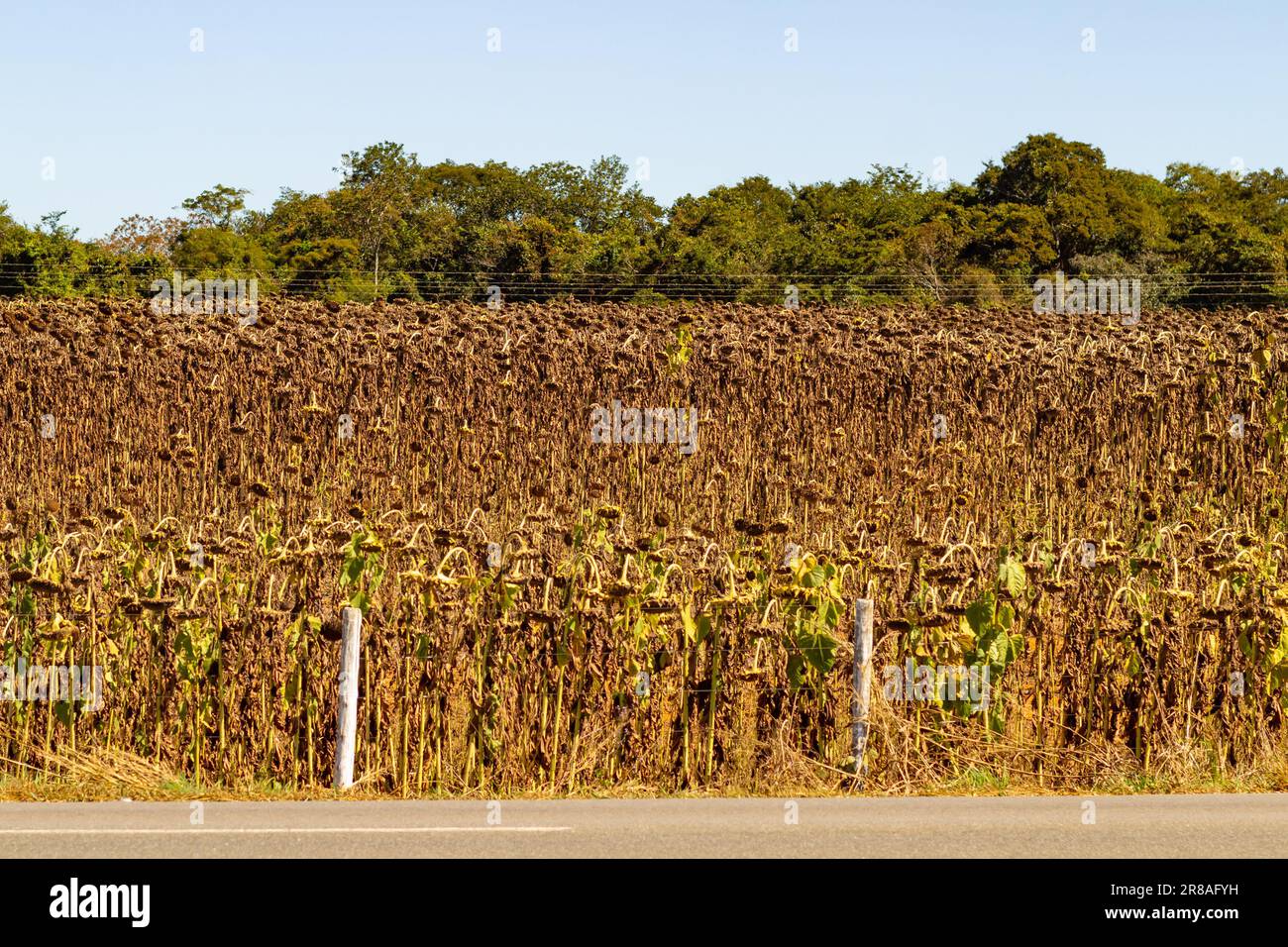 Catalao, Goias, Brasilien – 18. Juni 2023: Trockene Plantage von Sonnenblumen in Goias. Ende der Sonnenblumensaison. Stockfoto