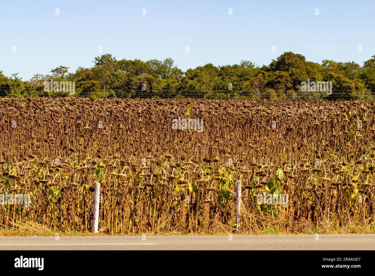 Catalao, Goias, Brasilien – 18. Juni 2023: Trockene Plantage von Sonnenblumen in Goias. Ende der Sonnenblumensaison. Stockfoto