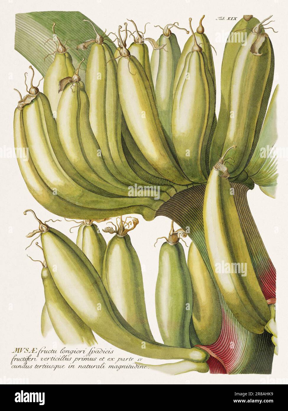 Exquisite botanische Illustration aus dem 18. Jahrhundert, gemalt von George Dionysius Ehret. Ein historisches Juwel, das Einblicke in die botanische Wissenschaft bietet. Stockfoto