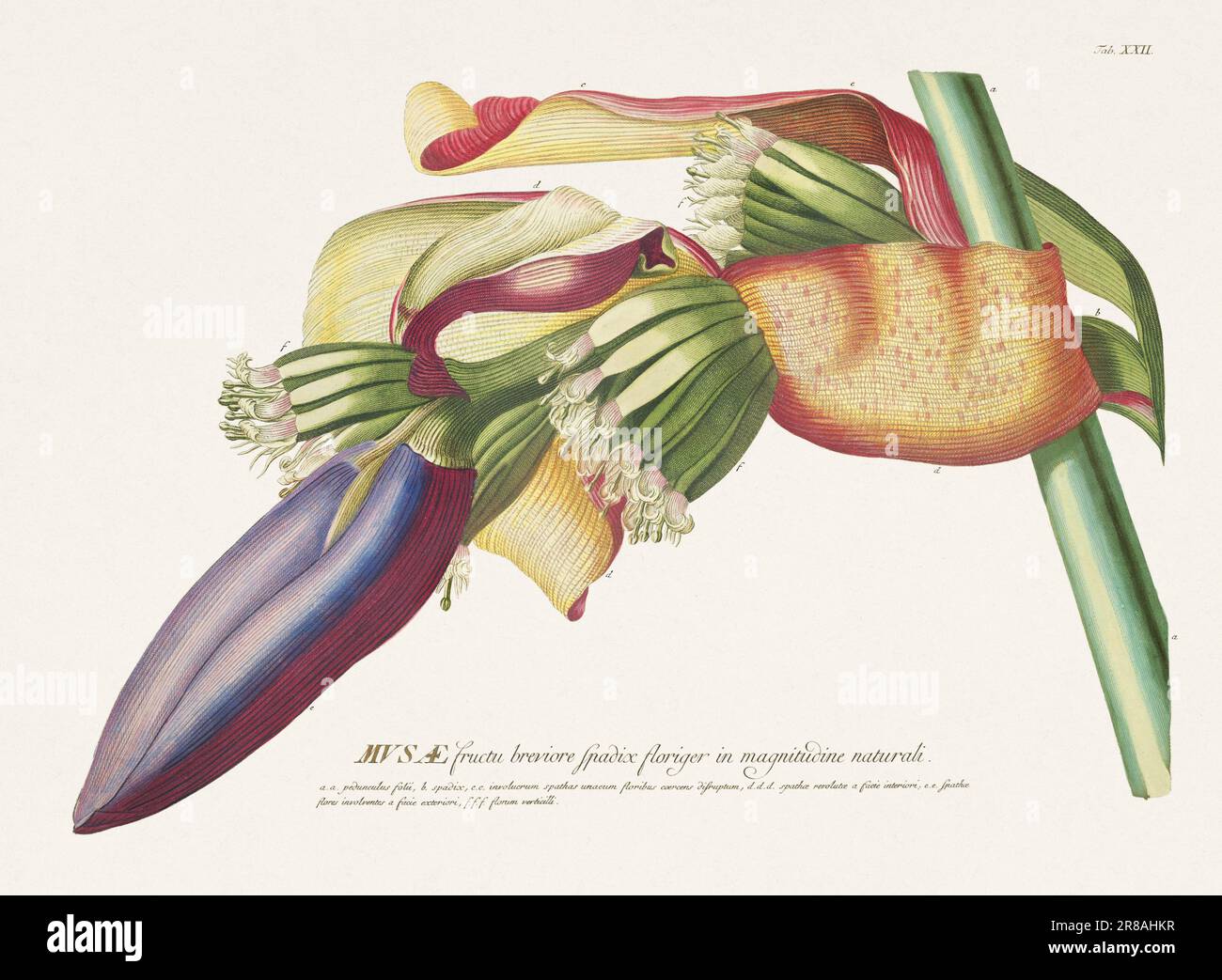 Exquisite botanische Illustration aus dem 18. Jahrhundert, gemalt von George Dionysius Ehret. Ein historisches Juwel, das Einblicke in die botanische Wissenschaft bietet. Stockfoto