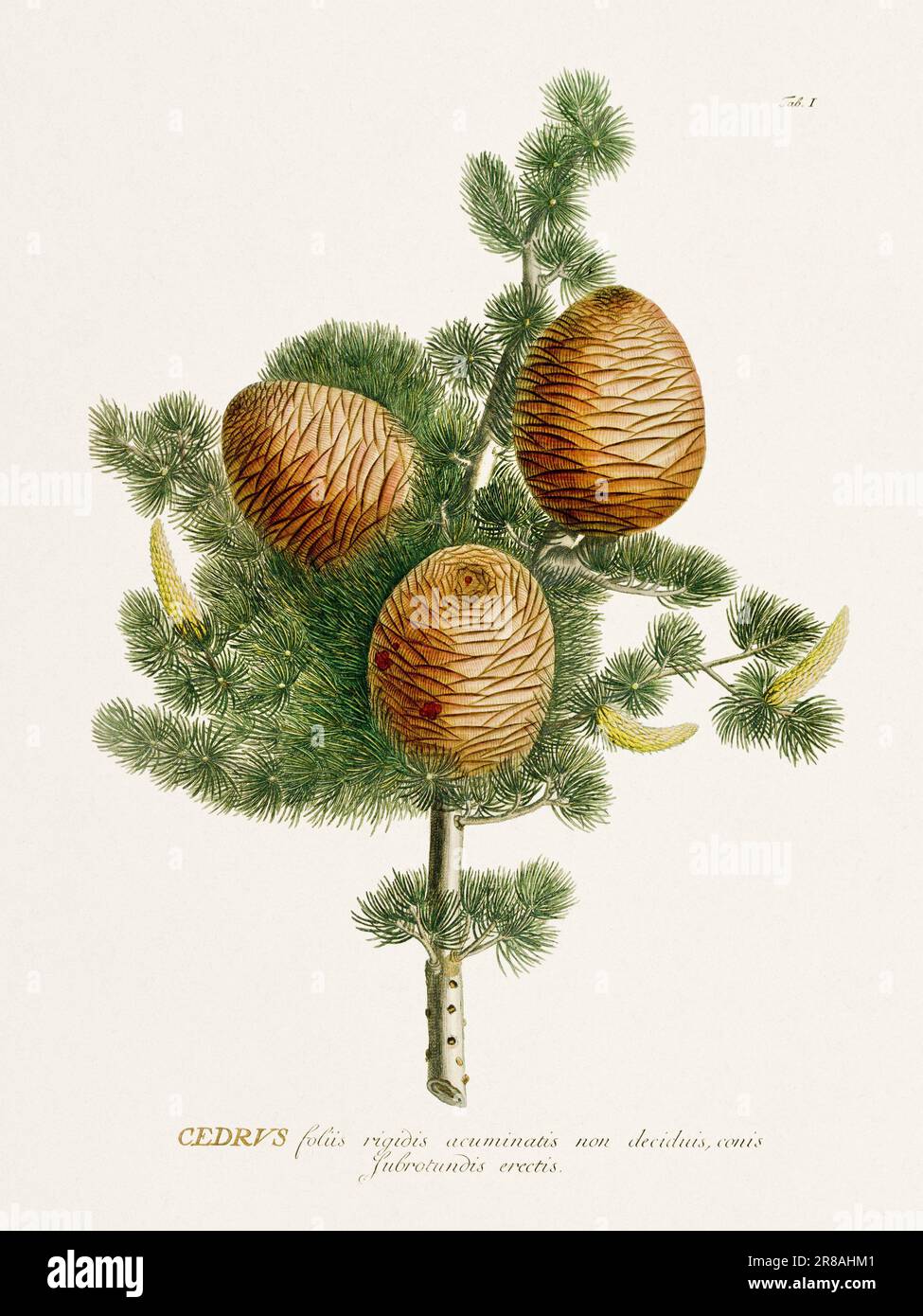 Exquisite botanische Illustration aus dem 18. Jahrhundert, gemalt von George Dionysius Ehret. Ein historisches Juwel, das Einblicke in die botanische Wissenschaft bietet. Stockfoto