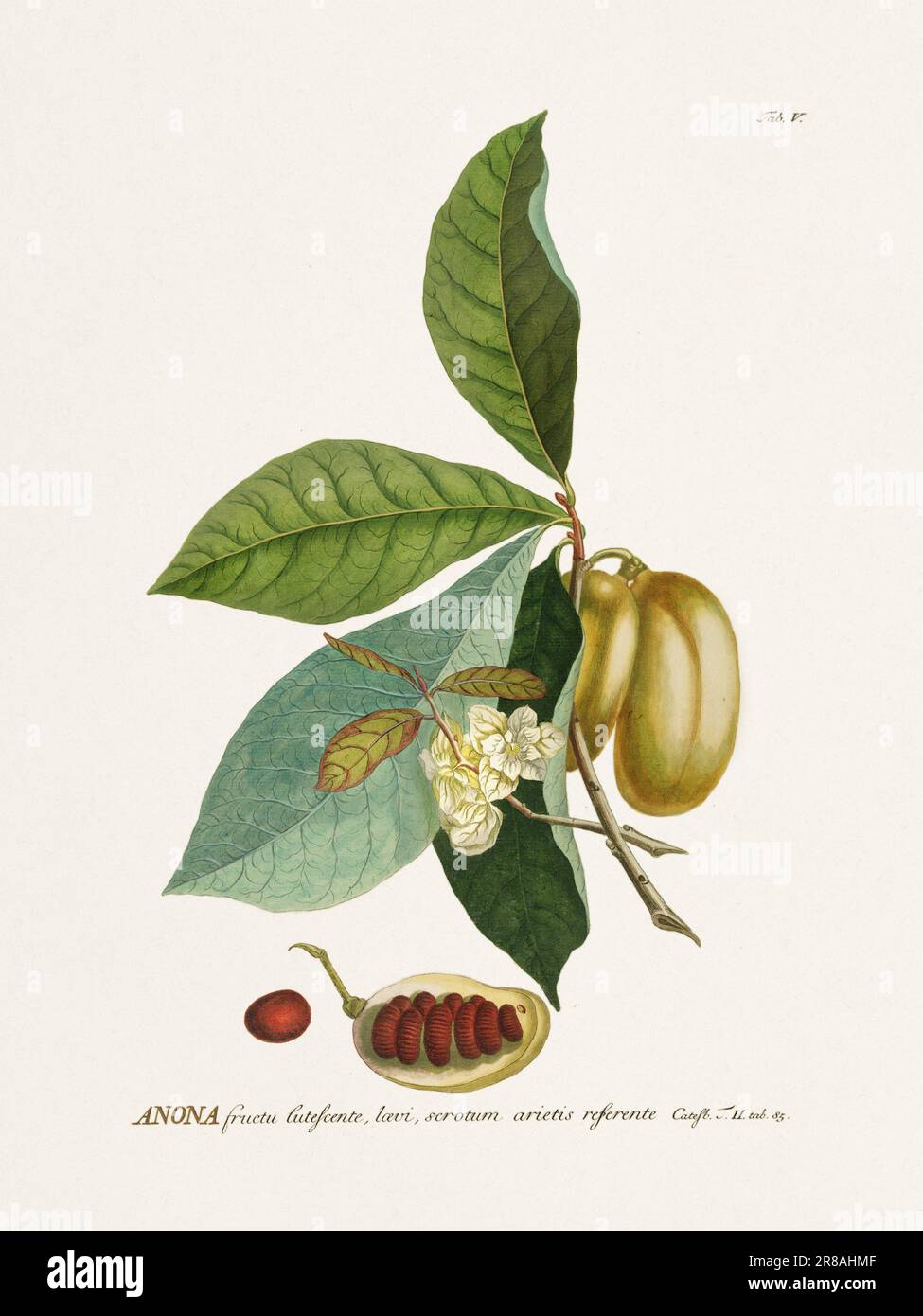 Exquisite botanische Illustration aus dem 18. Jahrhundert, gemalt von George Dionysius Ehret. Ein historisches Juwel, das Einblicke in die botanische Wissenschaft bietet. Stockfoto