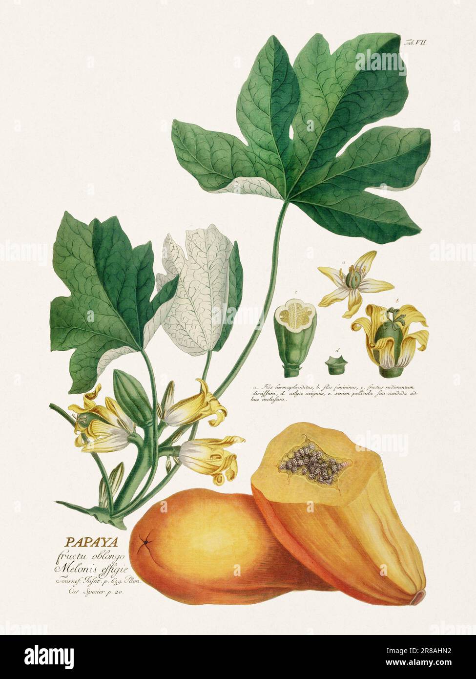 Exquisite botanische Illustration aus dem 18. Jahrhundert, gemalt von George Dionysius Ehret. Ein historisches Juwel, das Einblicke in die botanische Wissenschaft bietet. Stockfoto