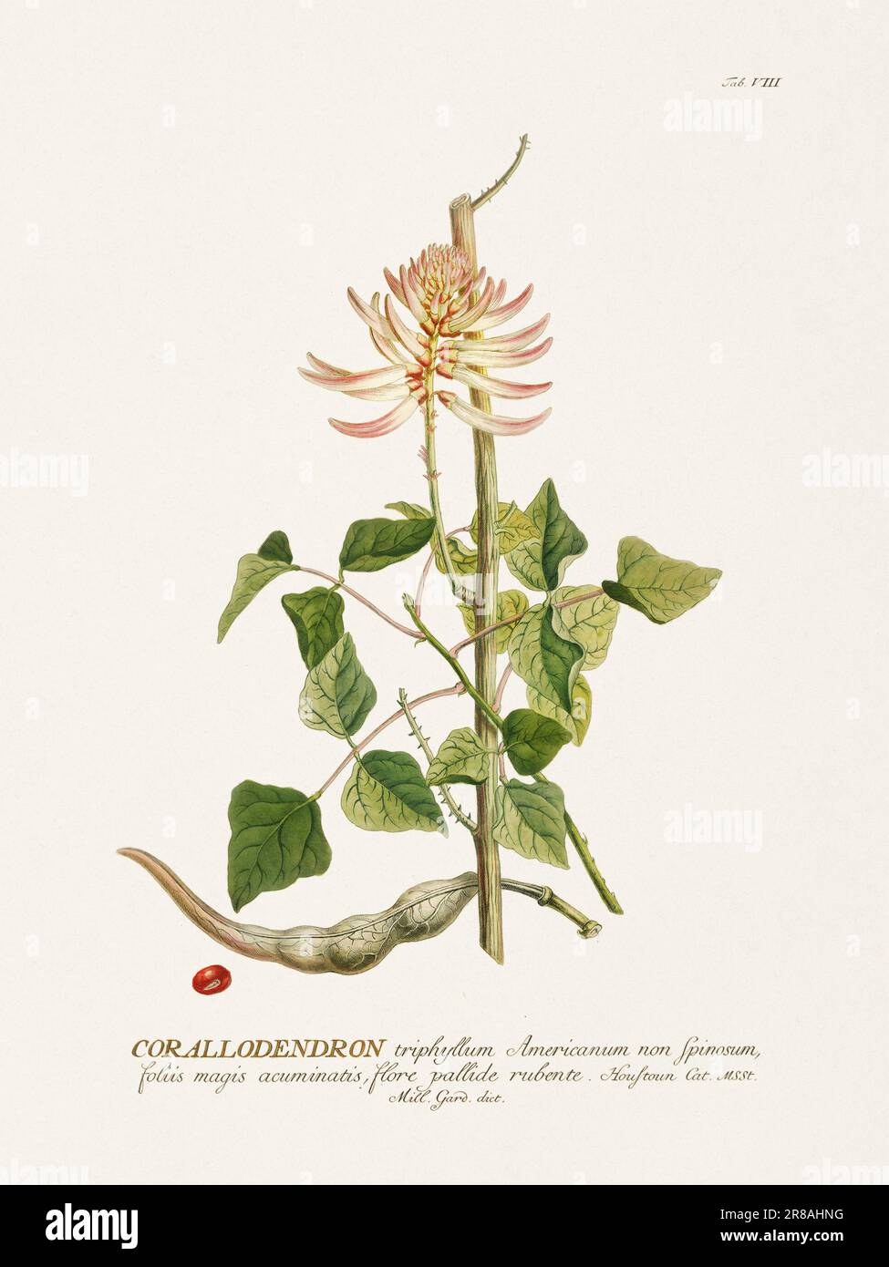 Exquisite botanische Illustration aus dem 18. Jahrhundert, gemalt von George Dionysius Ehret. Ein historisches Juwel, das Einblicke in die botanische Wissenschaft bietet. Stockfoto