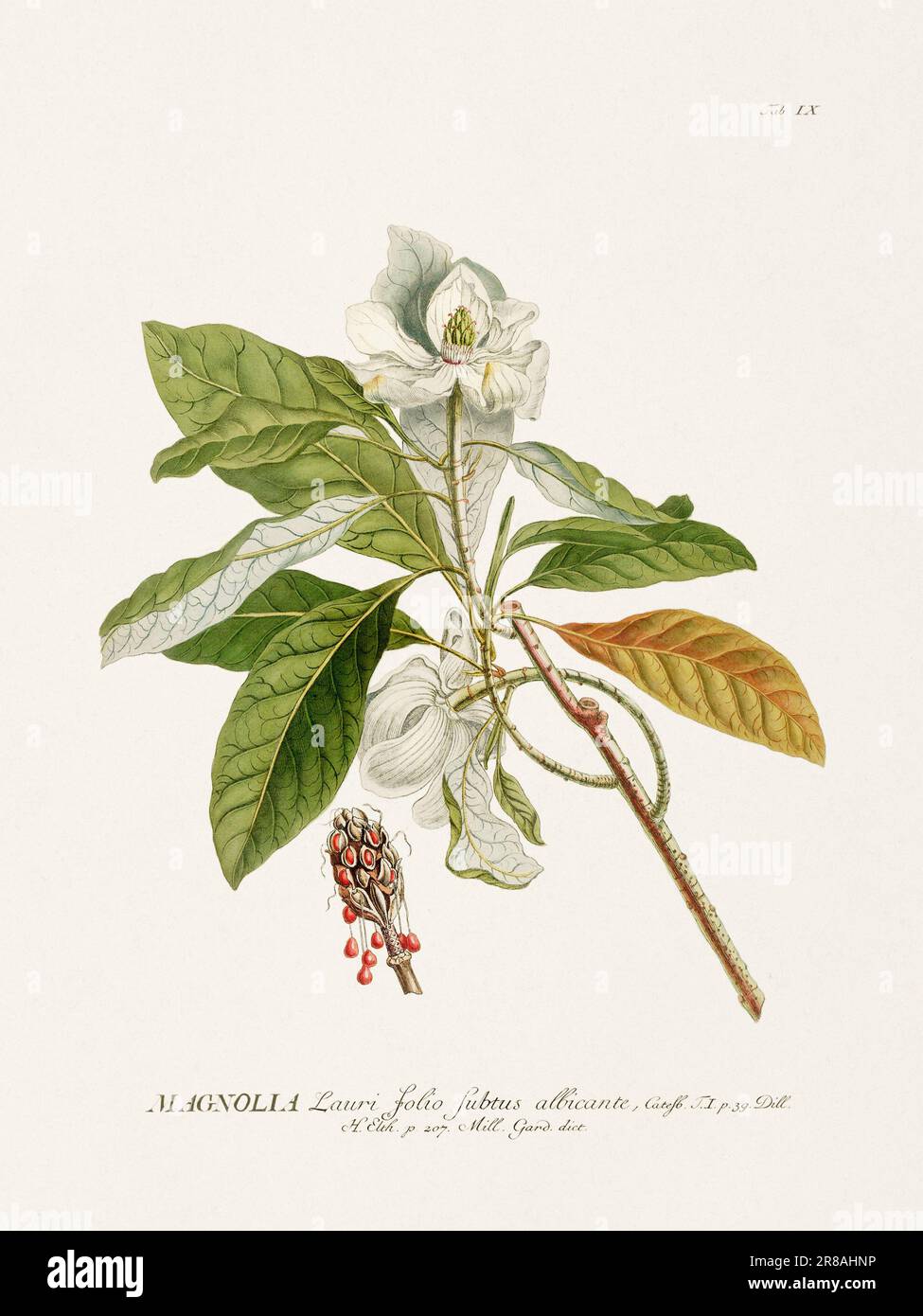 Exquisite botanische Illustration aus dem 18. Jahrhundert, gemalt von George Dionysius Ehret. Ein historisches Juwel, das Einblicke in die botanische Wissenschaft bietet. Stockfoto