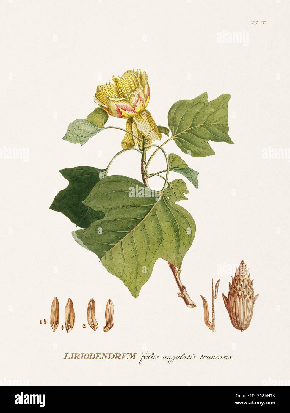 Exquisite botanische Illustration aus dem 18. Jahrhundert, gemalt von George Dionysius Ehret. Ein historisches Juwel, das Einblicke in die botanische Wissenschaft bietet. Stockfoto