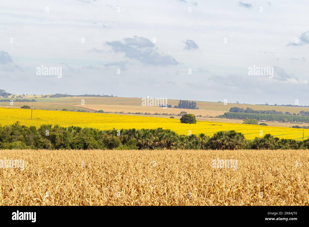 Catalao, Goias, Brasilien – 15. Juni 2023: Eine typische Landschaft von Goias mit Mais im Vordergrund und Sonnenblumen im Hintergrund. Stockfoto