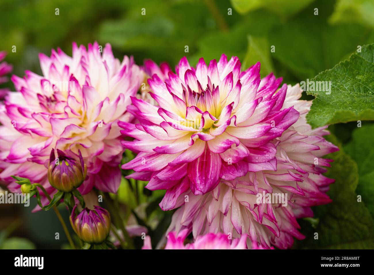 Nahaufnahme von Dahlia Labella Maggiore Rose Bicolour. Eine wunderschöne Dahlienblüte, die in Großbritannien blüht Stockfoto