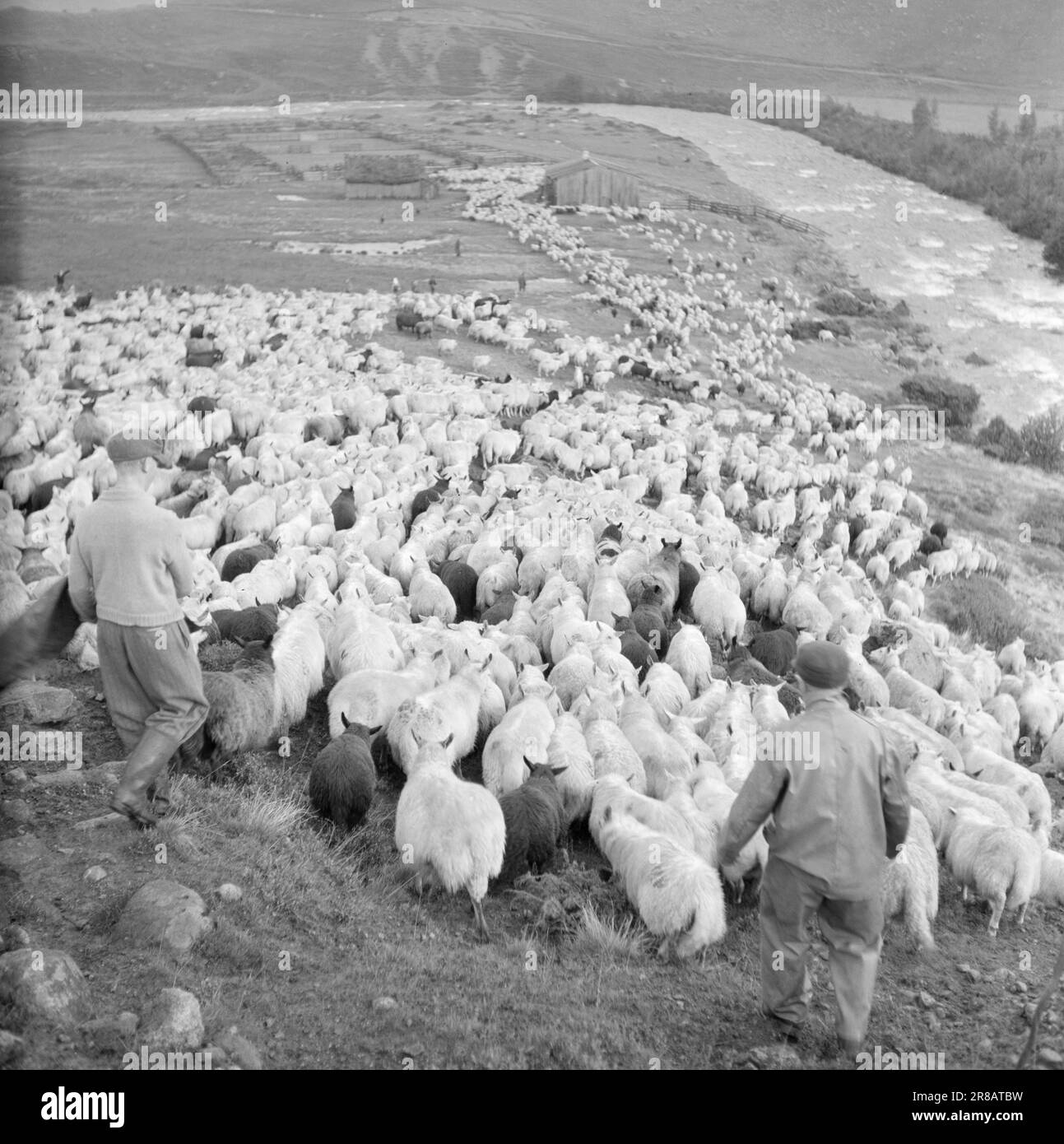 Aktuelle 20-2-1950: Und dann kommt das Schaf-im-Kessel. Schafherd auf Jæren. Wie ein gleitender Schneegletscher sinkt die Schaf-Herde in Richtung der Trennstelle in Gjestal. Es gibt 3.500 Schafe in dieser Operation, und sie alle müssen durch das kleine Tor in den Gehege eintreten. In diesem Jahr wurden nicht weniger als 40.000 Schafe getrennt und an diesen Ort, der nur einer von mehreren anderen Trennstellen auf Jæren ist, an ihre Besitzer zurückgegeben. Foto; Sverre A. Børretzen/Aktuell/NTB ***PHOTO NOT IMAGE PROCESSED*** Stockfoto