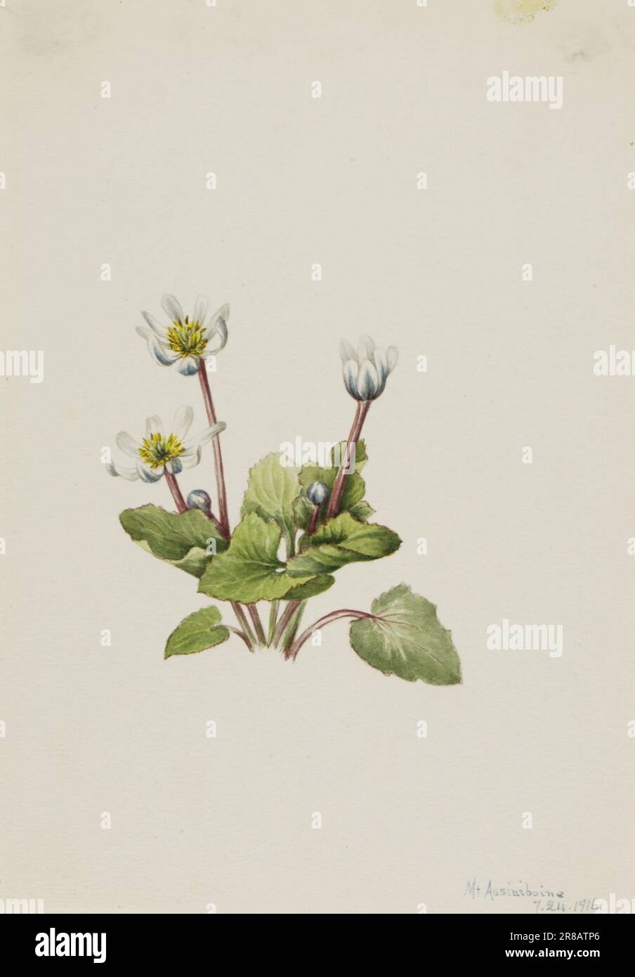 Elkslip (Caltha leptosepala) 1916 von Mary Vaux Walcott, geboren in Philadelphia, PA 1860-gestorben St. Andrews, New Brunswick, Kanada 1940 Stockfoto