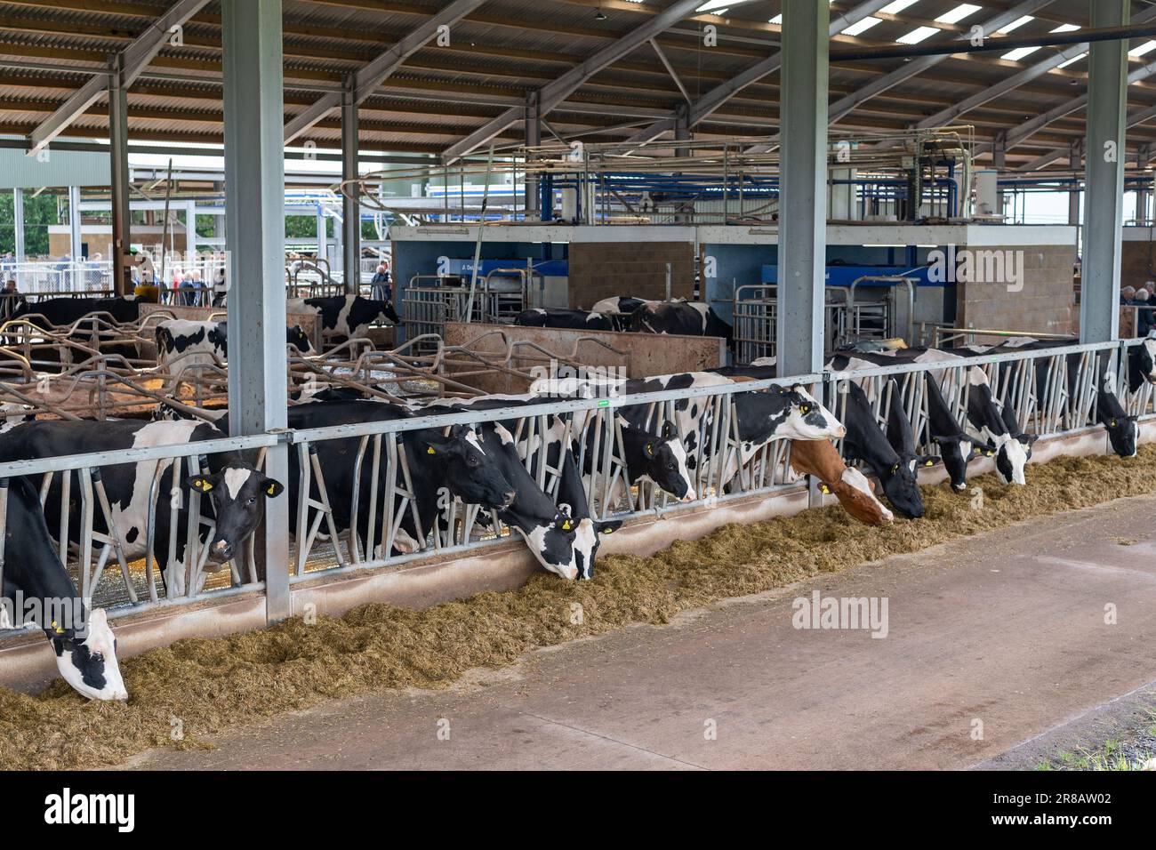 Milchrinder, die eine Silagemischung von hinter Futterbarrieren in einem Rinderstall essen. Dumfries, Schottland, Großbritannien. Stockfoto