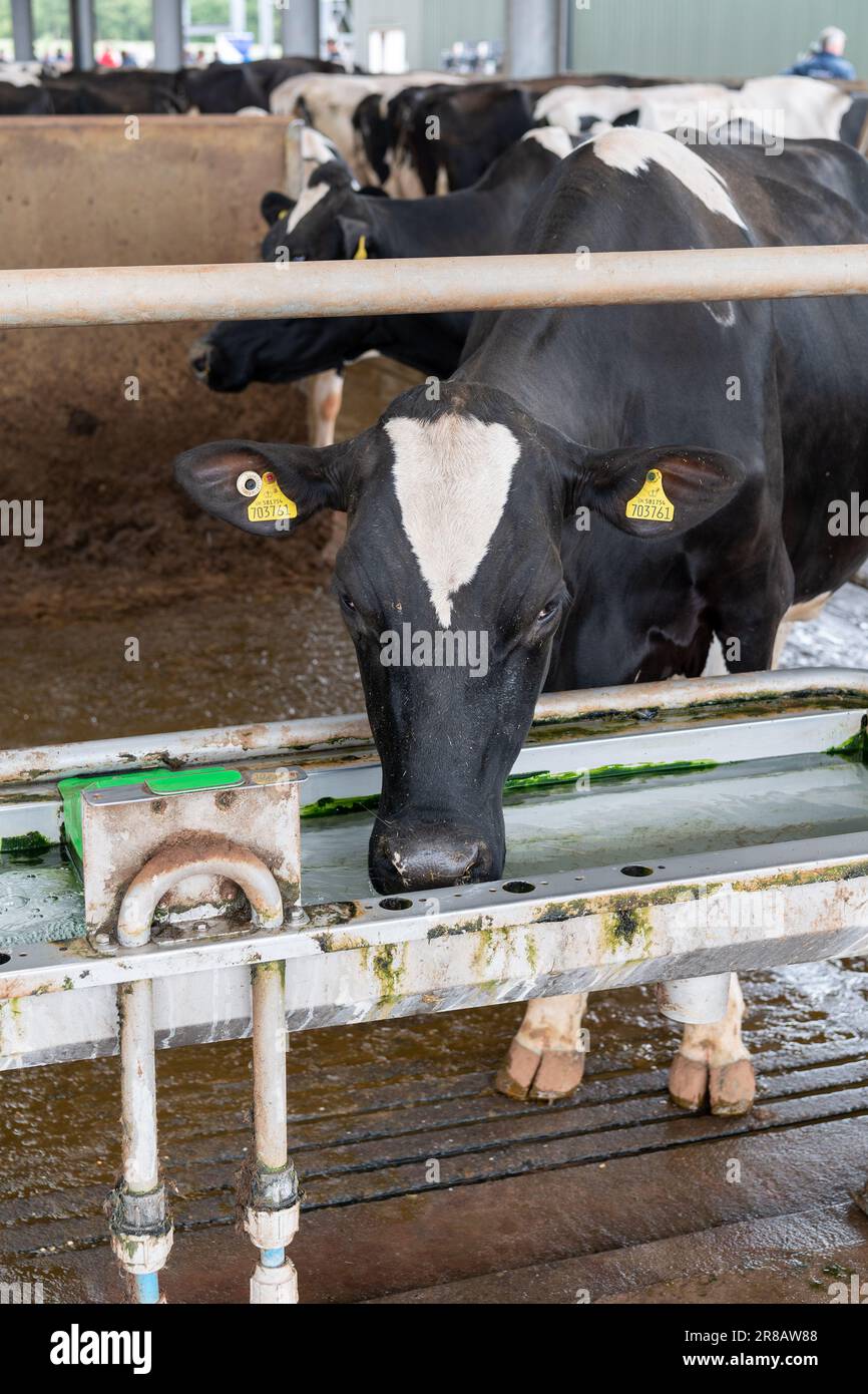 Milchkühe, die frisches, sauberes Wasser aus einem Trog in einem Rinderstall trinken. Dumfries, Schottland, Großbritannien. Stockfoto